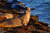 Elephant Seal Bull Wide