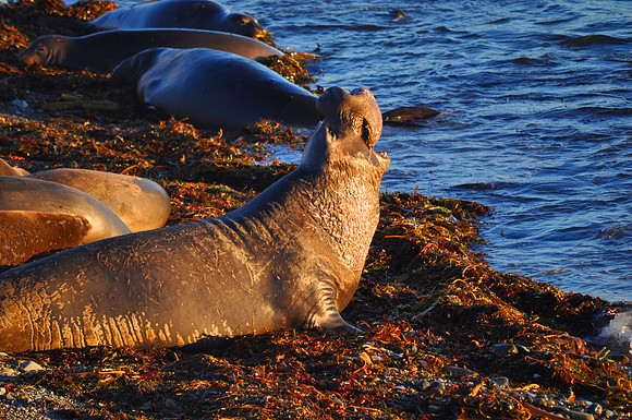 Elephant Seal Bull Wide