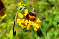 Bee & Flower Smooth