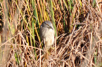 Hiding Bird