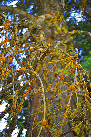 Mossy Tree