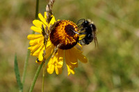 Bee & Flower