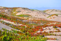 Ice Plant Meadow