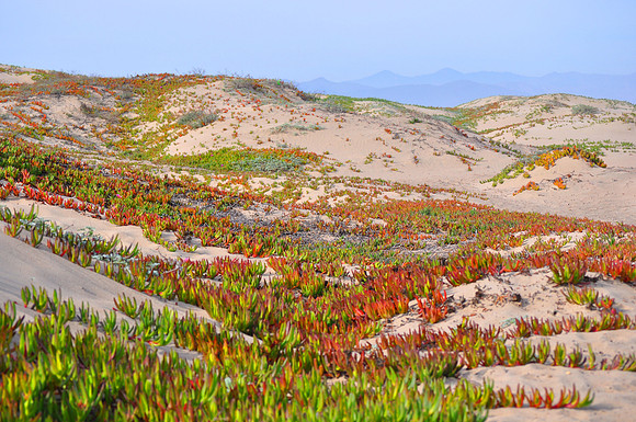 Ice Plant Meadow