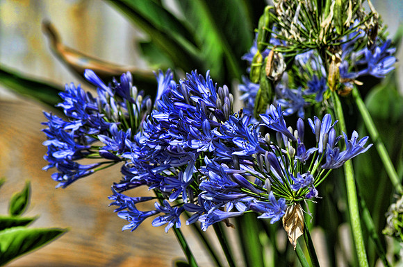 Lily of the Nile