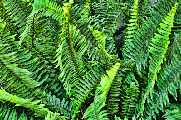 Fern Dramatic