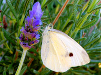 Butterfly on Flower by Devin Mora