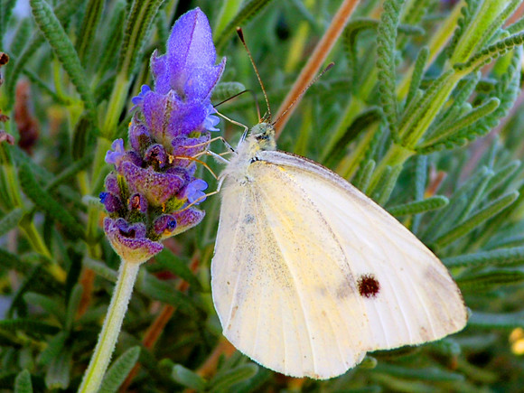 Butterfly on Flower by Devin Mora