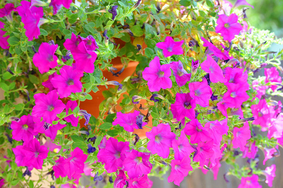 Pink spray of flowers