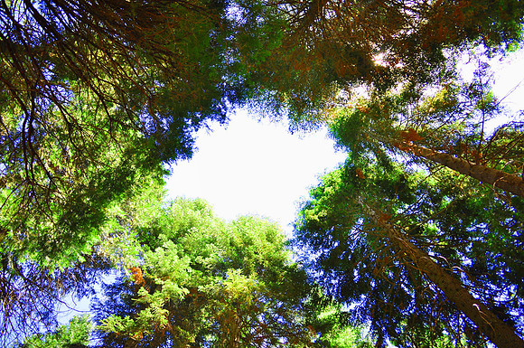Sky through the canopy