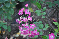 Pink Flowers