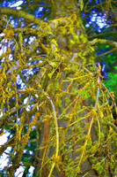 Mossy Tree Vibrant