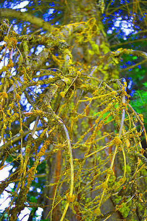 Mossy Tree Vibrant