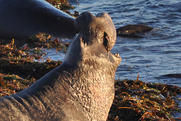 Elephant Seal Bull