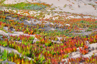 Ice Plant Meadow Close