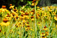 Yellow Wild Flowers