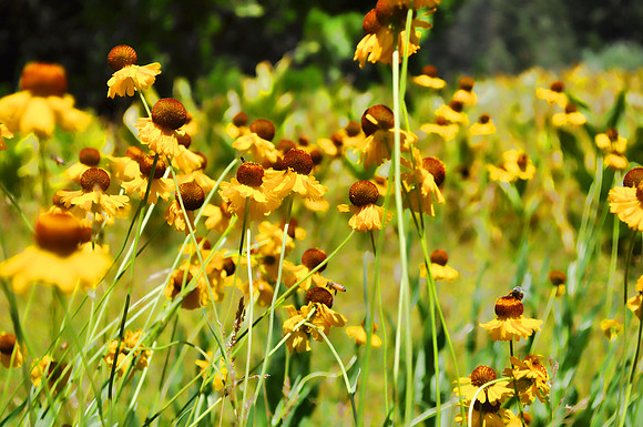 Yellow Wild Flowers