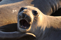 Elephant Seal Call