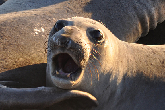 Elephant Seal Call