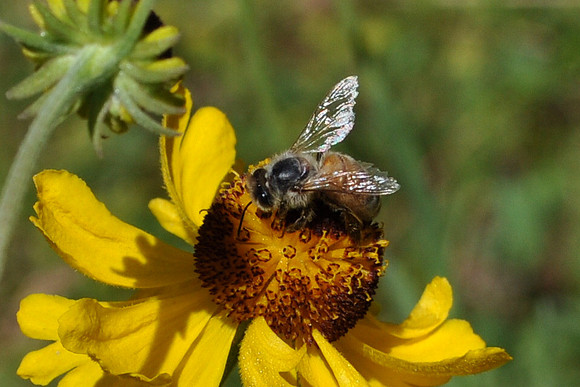 Bee & Flower Close up