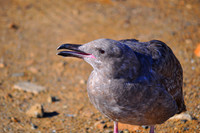 Gray Gull 1