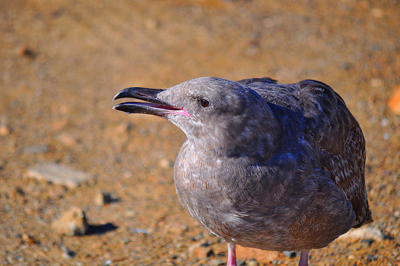 Gray Gull 1