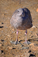 Gray Gull 3