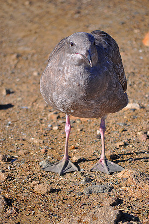 Gray Gull 3