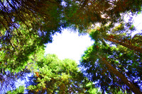Sky through the canopy