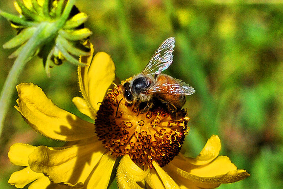 Bee & Flower Clarified