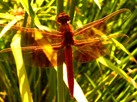 Dragonfly Back by Devin Mora
