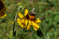 Bee & Flower wide view