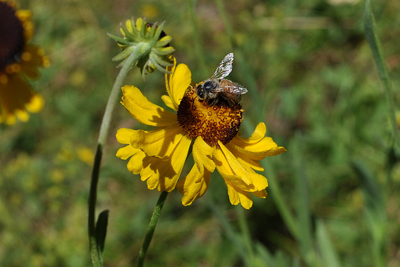 Bee & Flower wide view