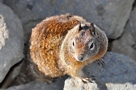 Squirrel at the Bay