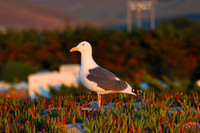 Sunset Gull 2
