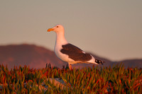 Sunset Gull 1
