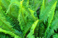 Flora