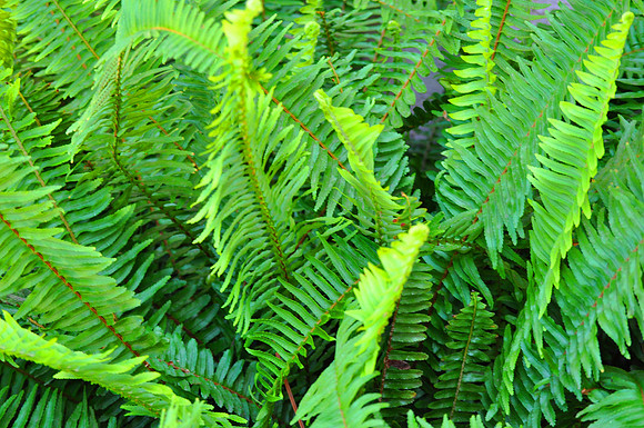 Fern