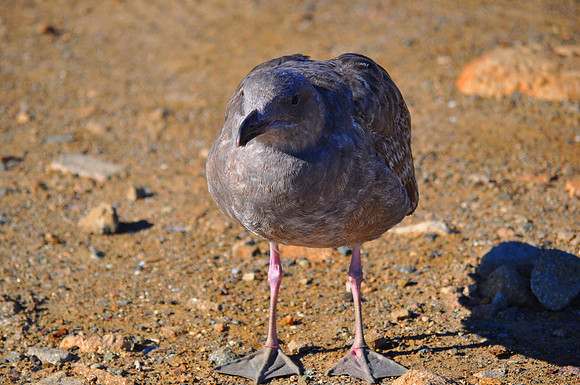 Gray Gull 2