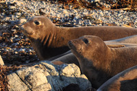 Elephant Seal Twins