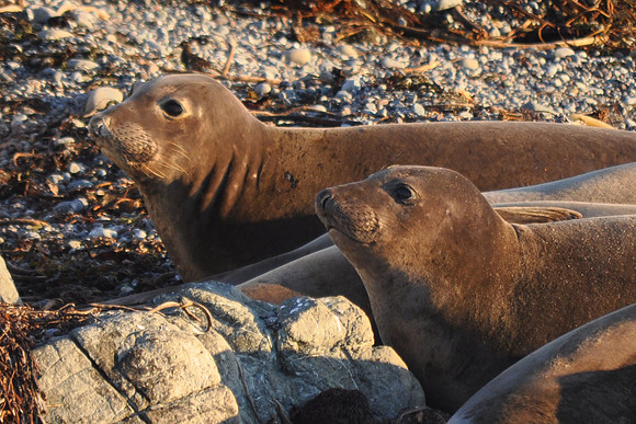 Elephant Seal Twins