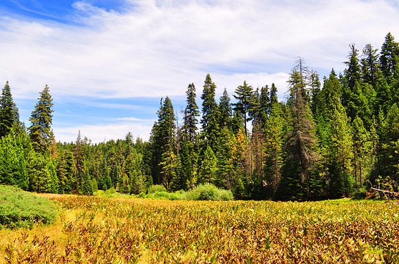 Mountain Meadow