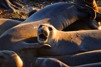 Elephant Seal Call Wide