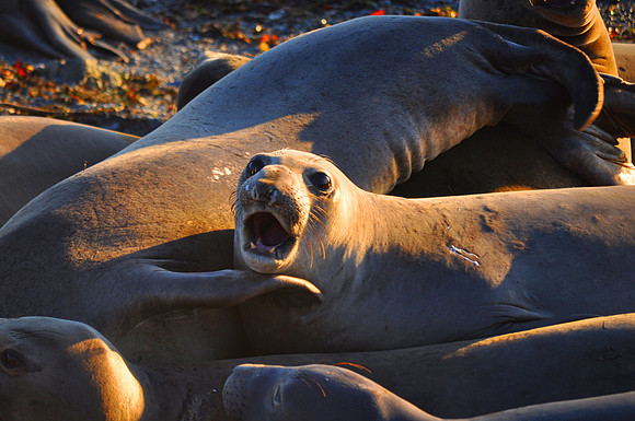 Elephant Seal Call Wide